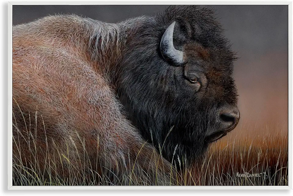 Stupell Industries Detailed Bison Close Up White Framed Giclee Wall Art Design by Kevin Daniel, 30 x 20