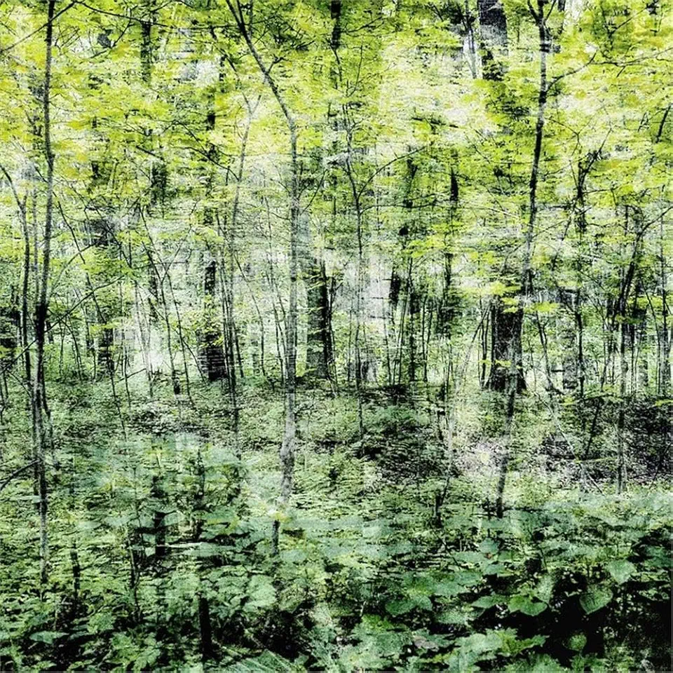 Giant Art 84x84 Linear Muse I Fine Art Giant Canvas Print in Green