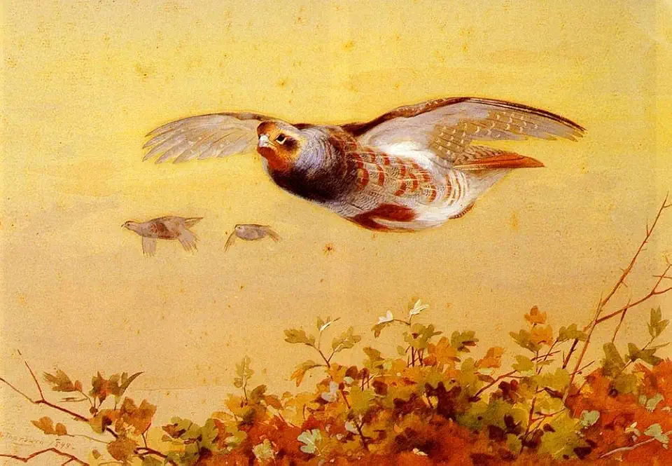 Toperfect 17 Paintings English Partridge In Flight Archibald Thorburn bird Oil Art on Canvas - Famous Artworks 02, $50-$2000 Hand Painted by Art Academies' Teachers