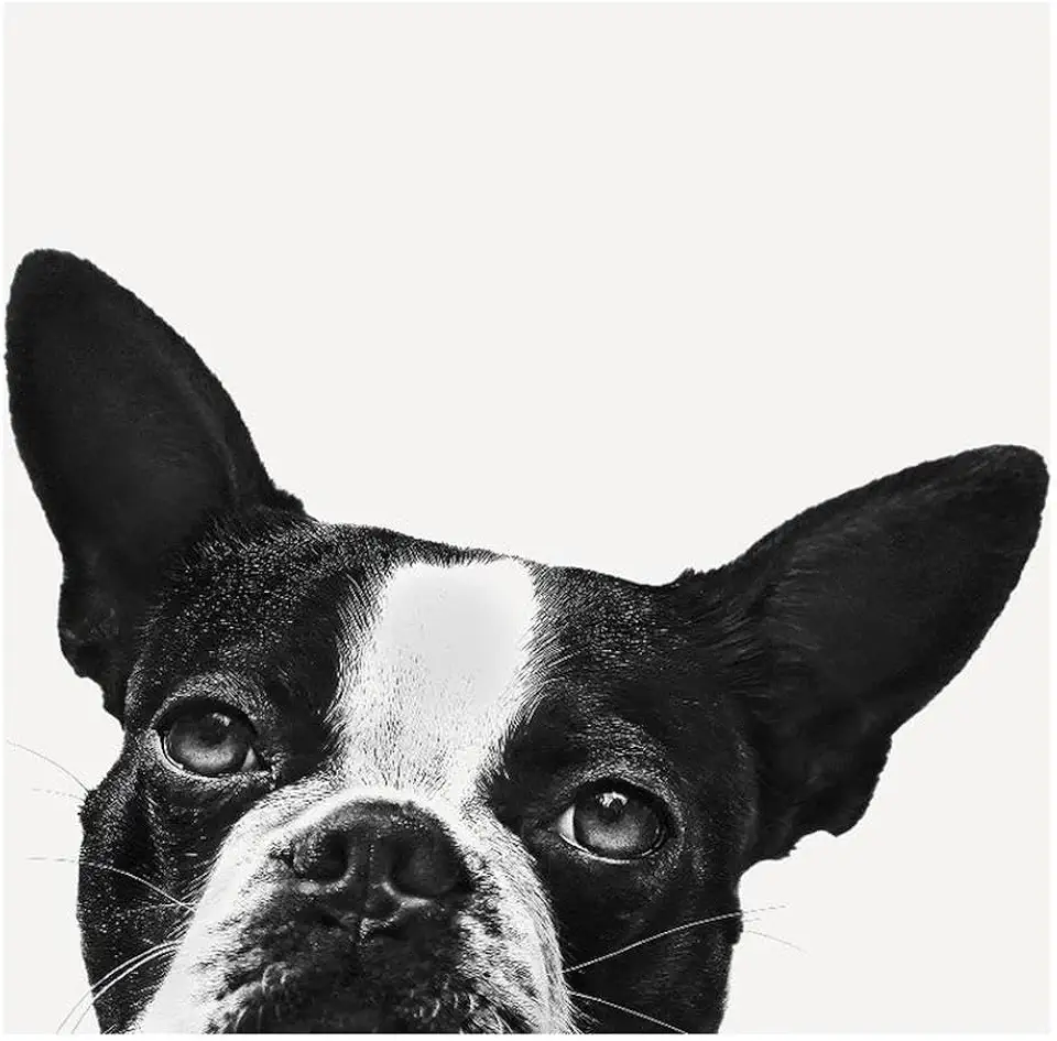 Giant Art 84x84 Loyalty Fine Art Giant Canvas Print in Multi-Color