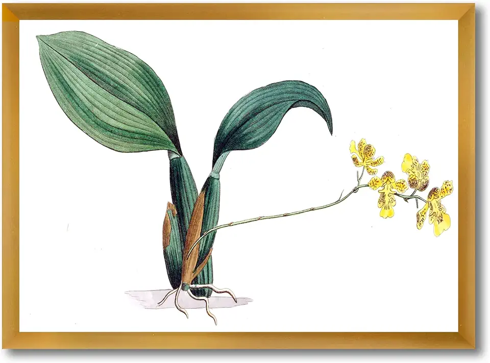 Vintage Plant Life VI Traditional Framed Wall Art