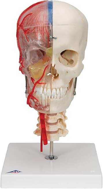 Crâne Humain Réaliste 3B Scientific A283 – Modèle Anatomie Luxe, Neuf