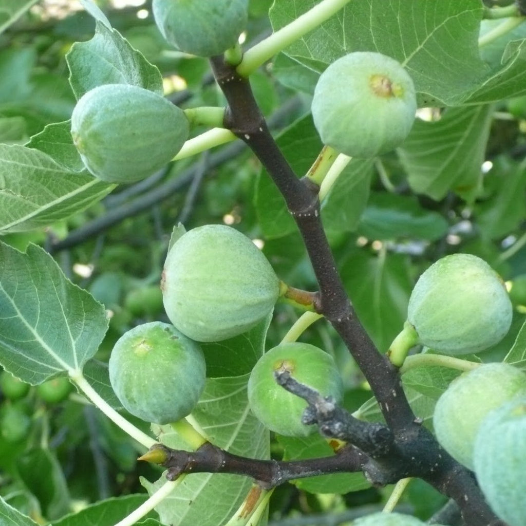Kadota Fig Tree Considered Best AllRound