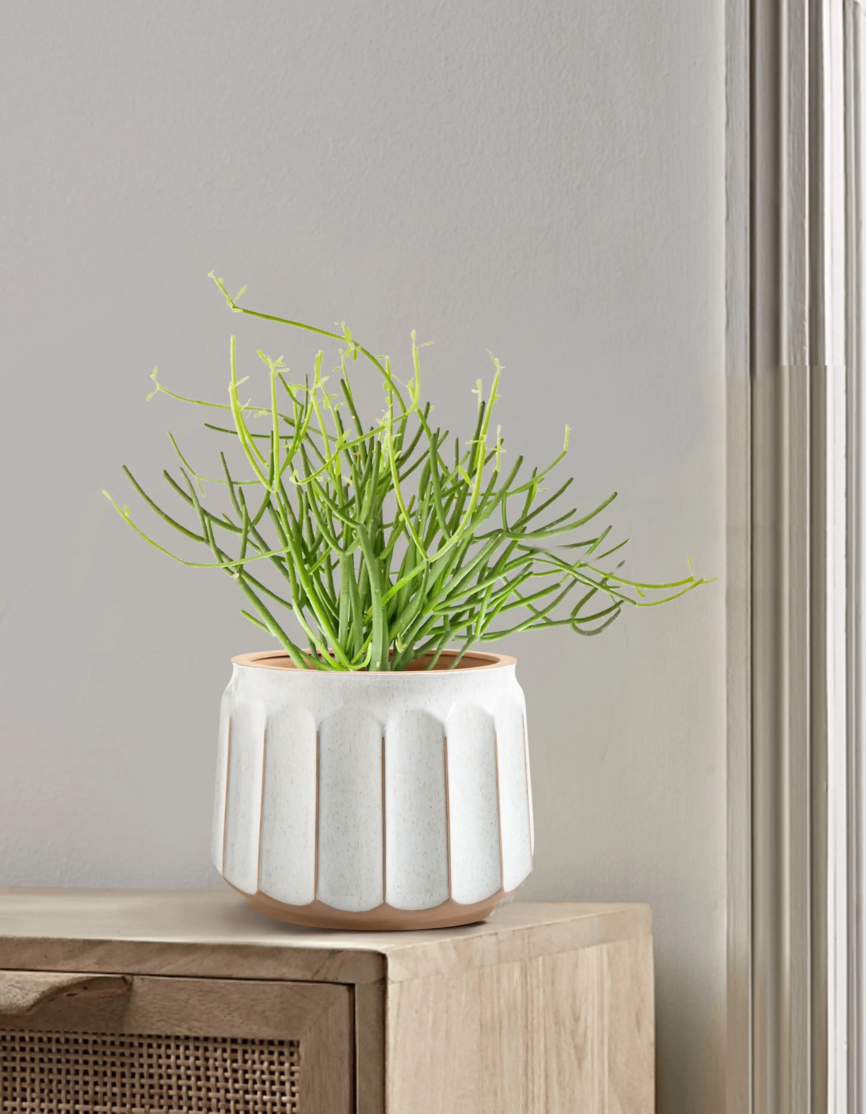 14 x 14 x 11 round white and brown ceramic striped seasons gloworm plant planter with drainage hole 2312