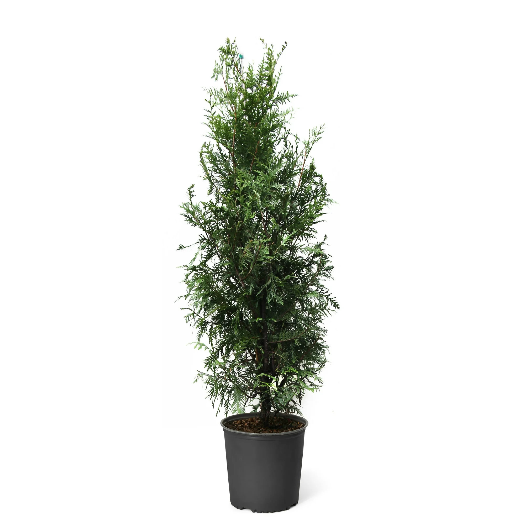 Thuja Green Giant Tree - Fast Growing Evergreen Privacy Trees - Cannot Ship to AZ
