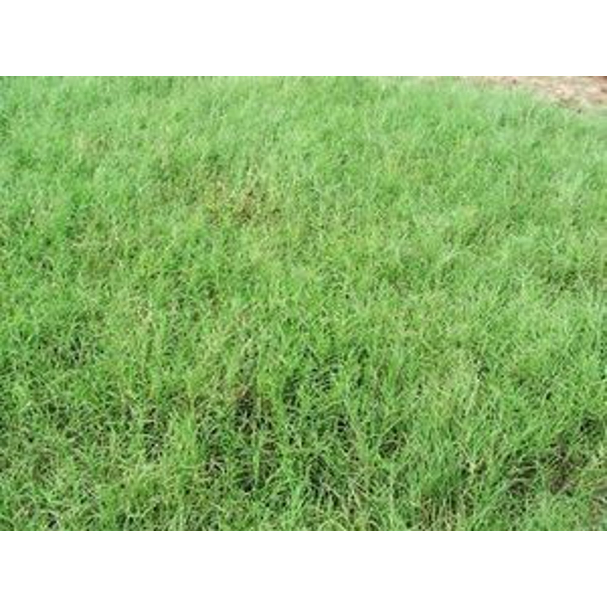SeedRanch Giant Bermuda Grass Seed Hulled - 50 Lb.