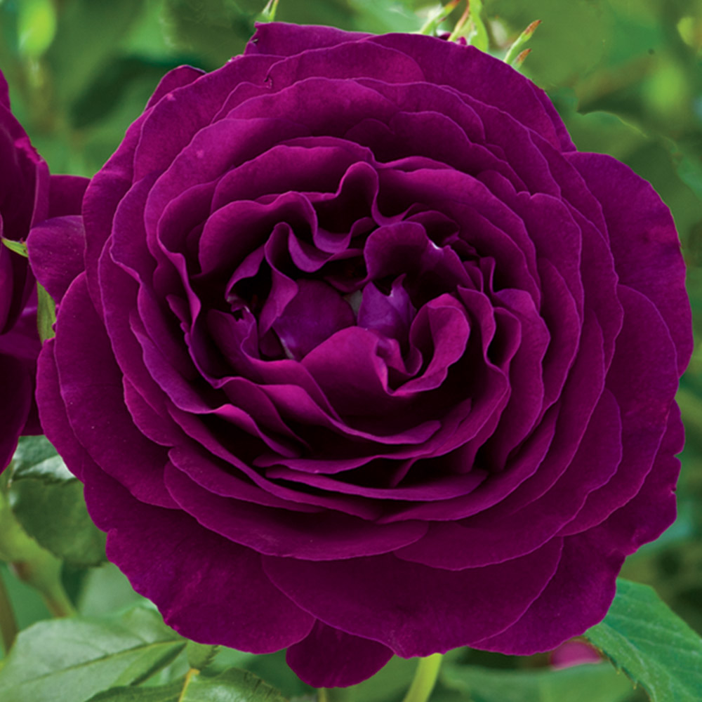 Twilight Zone Grandiflora Rose by Heirloom Roses - Fragrant Purple Rose Bush , Live Plants Outdoor