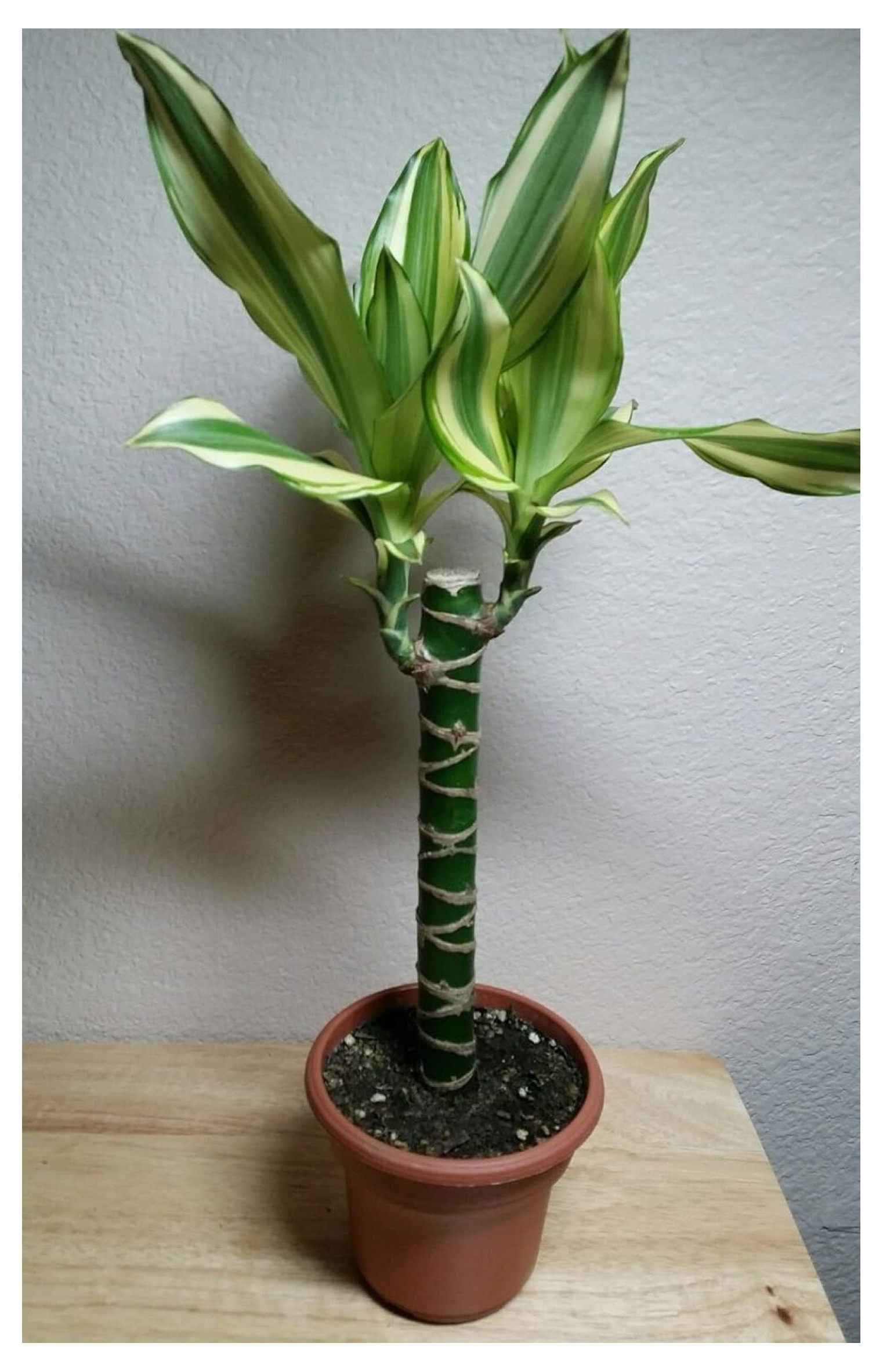 Creme & Green Corn Plant - Dracaena - 6