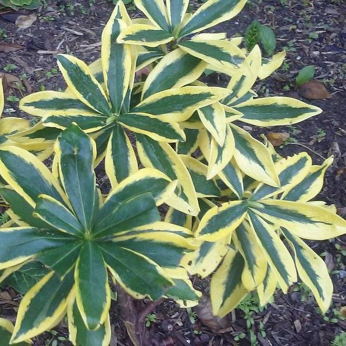 Mae Jima Daphne Liner