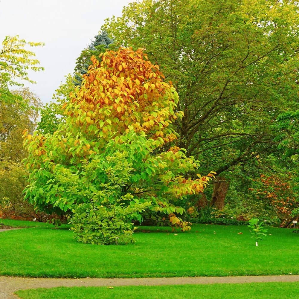 Hard Fescue Grass Seed - Low Growing Fine Fescue - 50 LBS