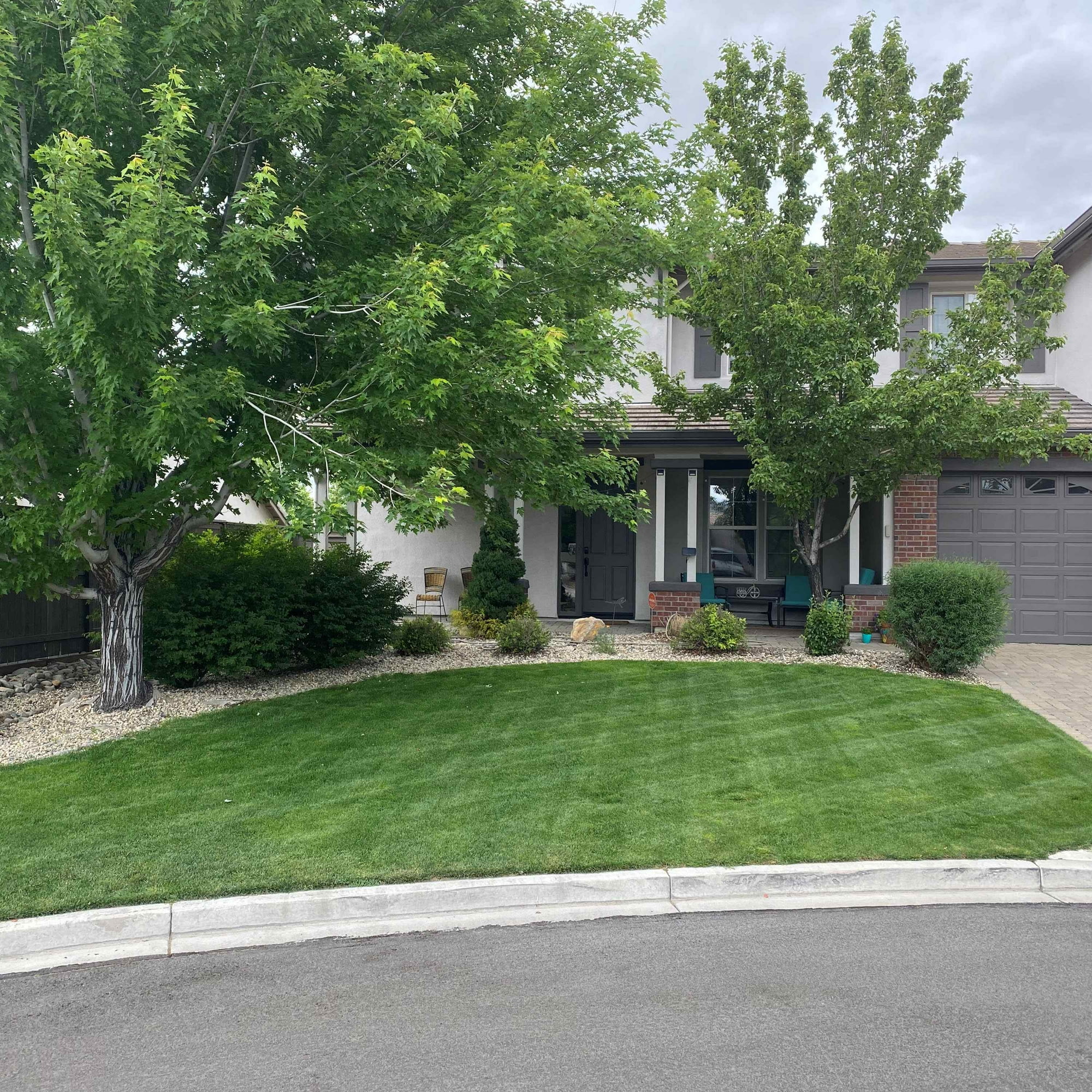 Showtime grass seed mix of fine fescue, Kentucky bluegrass, and ryegrass. - 50 LBS