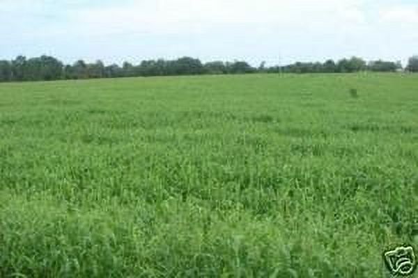 Brown Top Millet Seed - 50 Lbs.