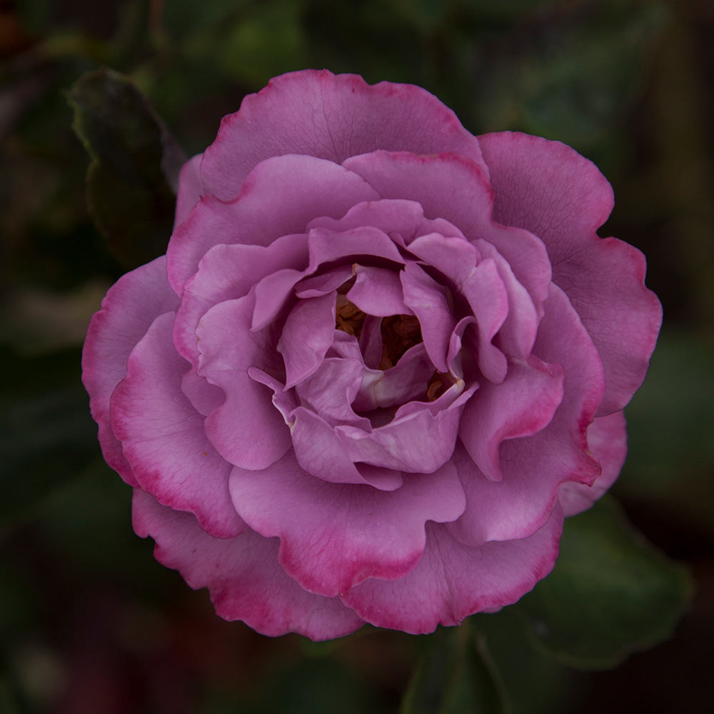 Heirloom Roses Rose Bush - The Angel Face Plant , Live Purple Fragrant Plants For Outdoors