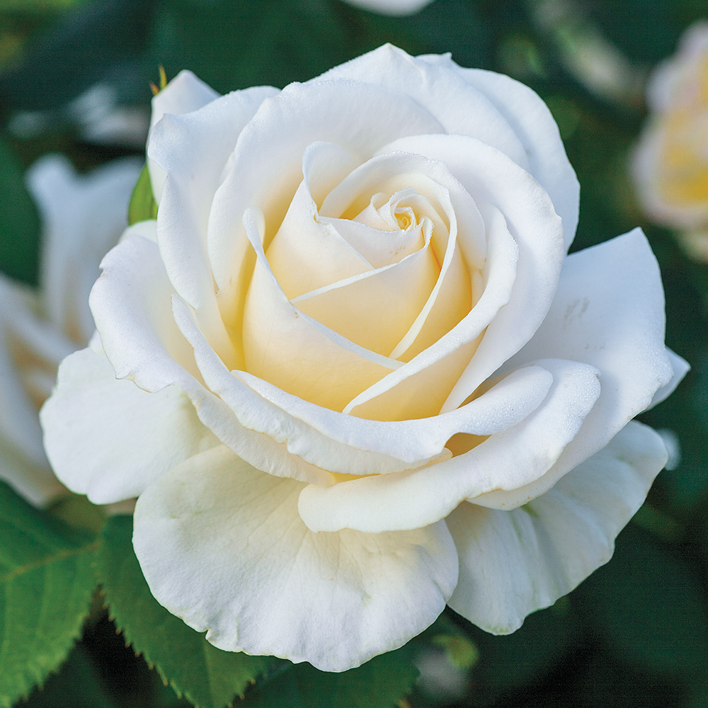 Heirloom Roses White Rose Bush - Easy Spirit Floribunda Rose Plant - Live White Roses Plants