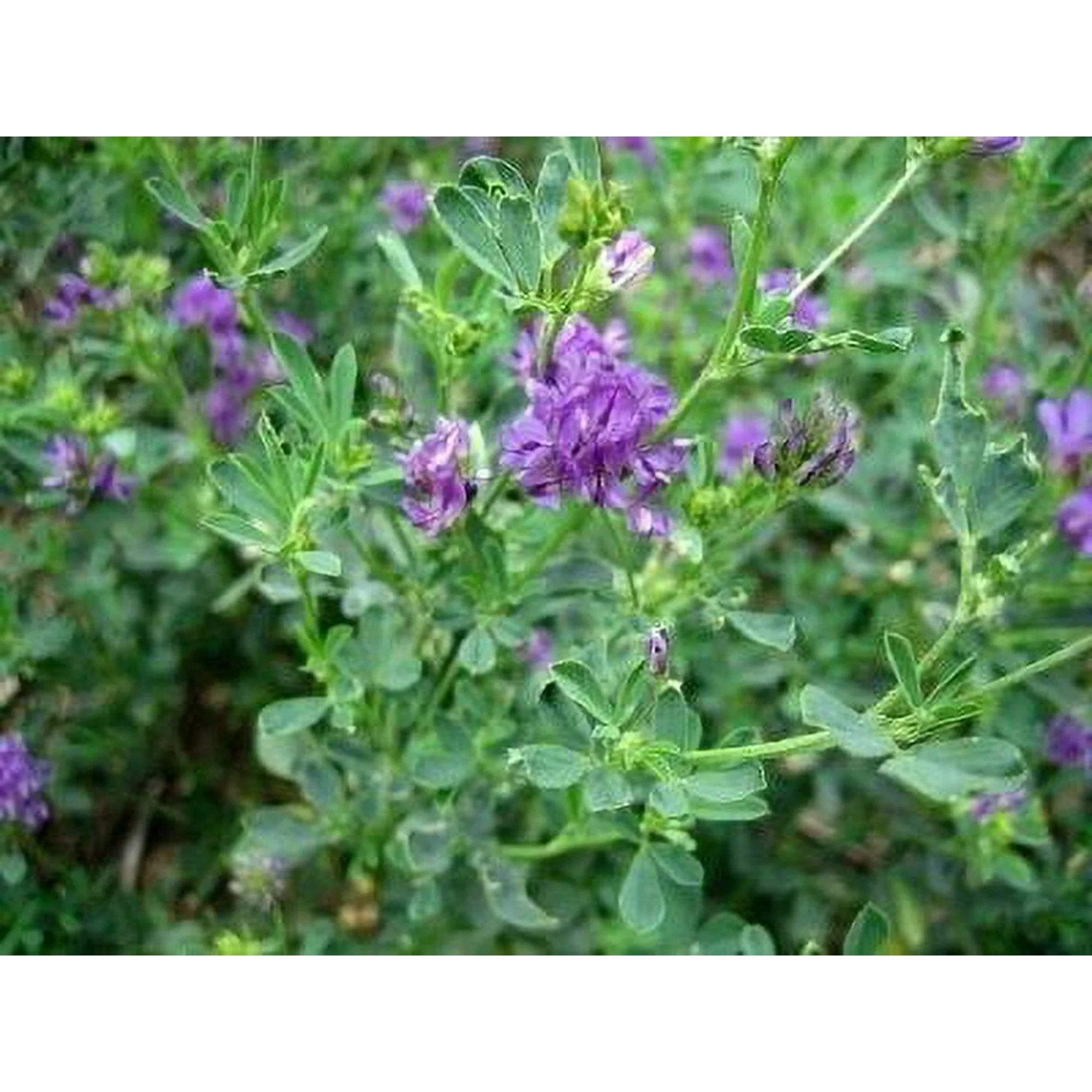 Ameristand 803T Alfalfa Seed - 50 Lbs.