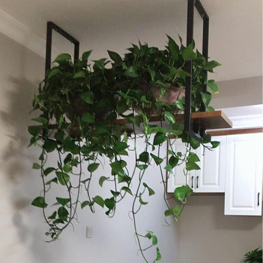 Kitchen Storage Rack for Seasoning Jar Pot Pans，Plant Flower Stand Bar Iron Wine Shelf with Wooden Planks,for Bedroom Living Room Balcony Suspended Holder (Size : 100x30x50cm)