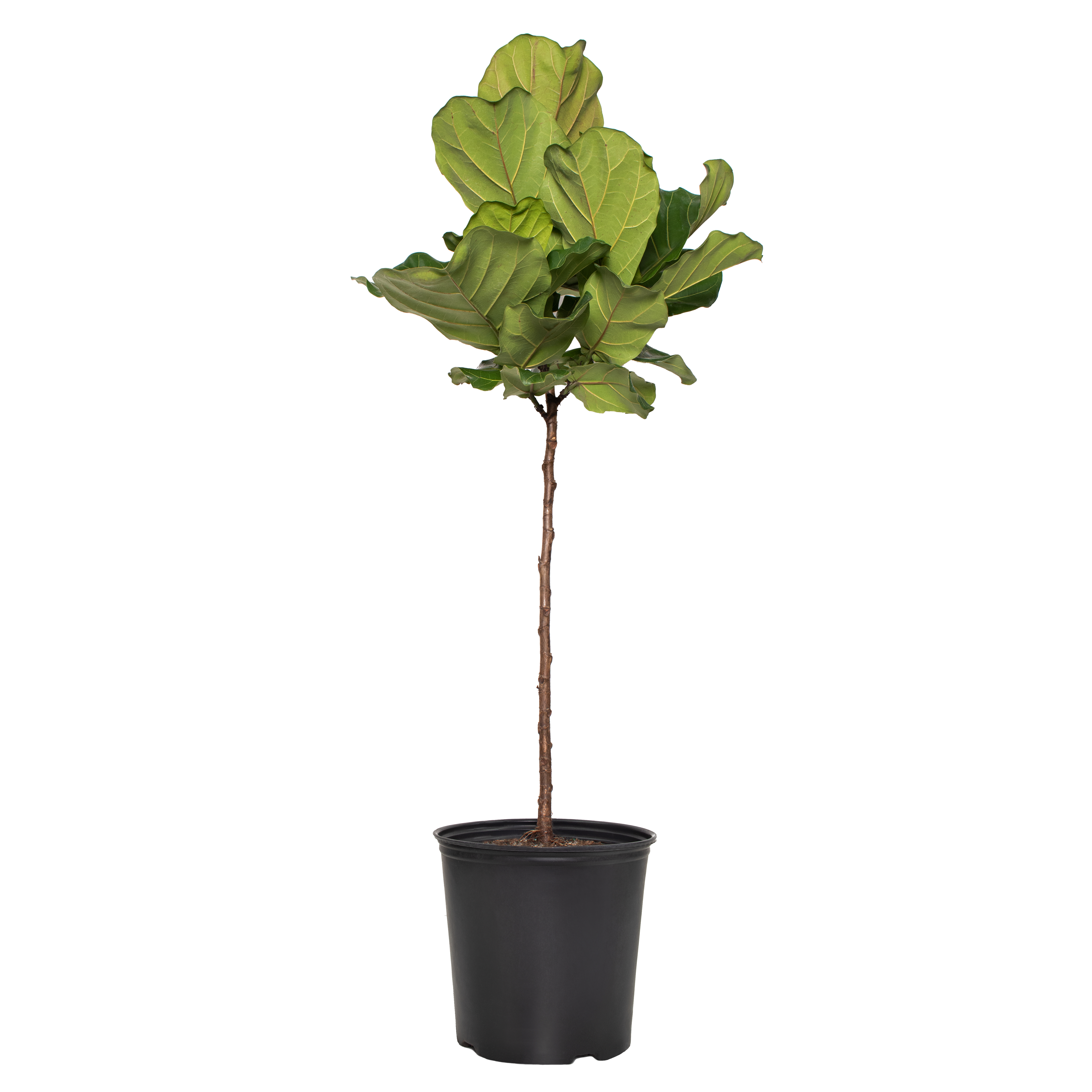 10 in. Ficus Lyrata Live Tree with Bright Indirect Sun