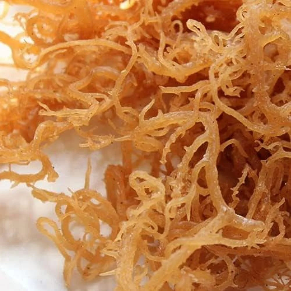 wildcrafted irish sea moss 100% pure all natural & mineral rich no preservatives golden 32 oz