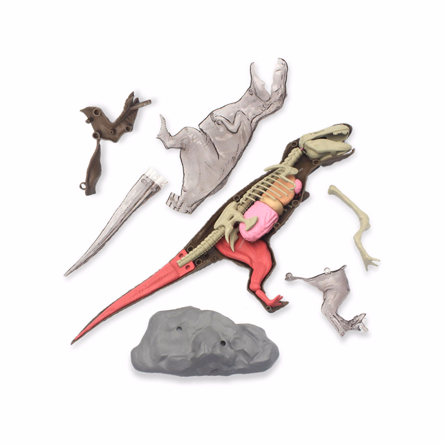 Discovery 4D T-Rex Anatomy Kit
