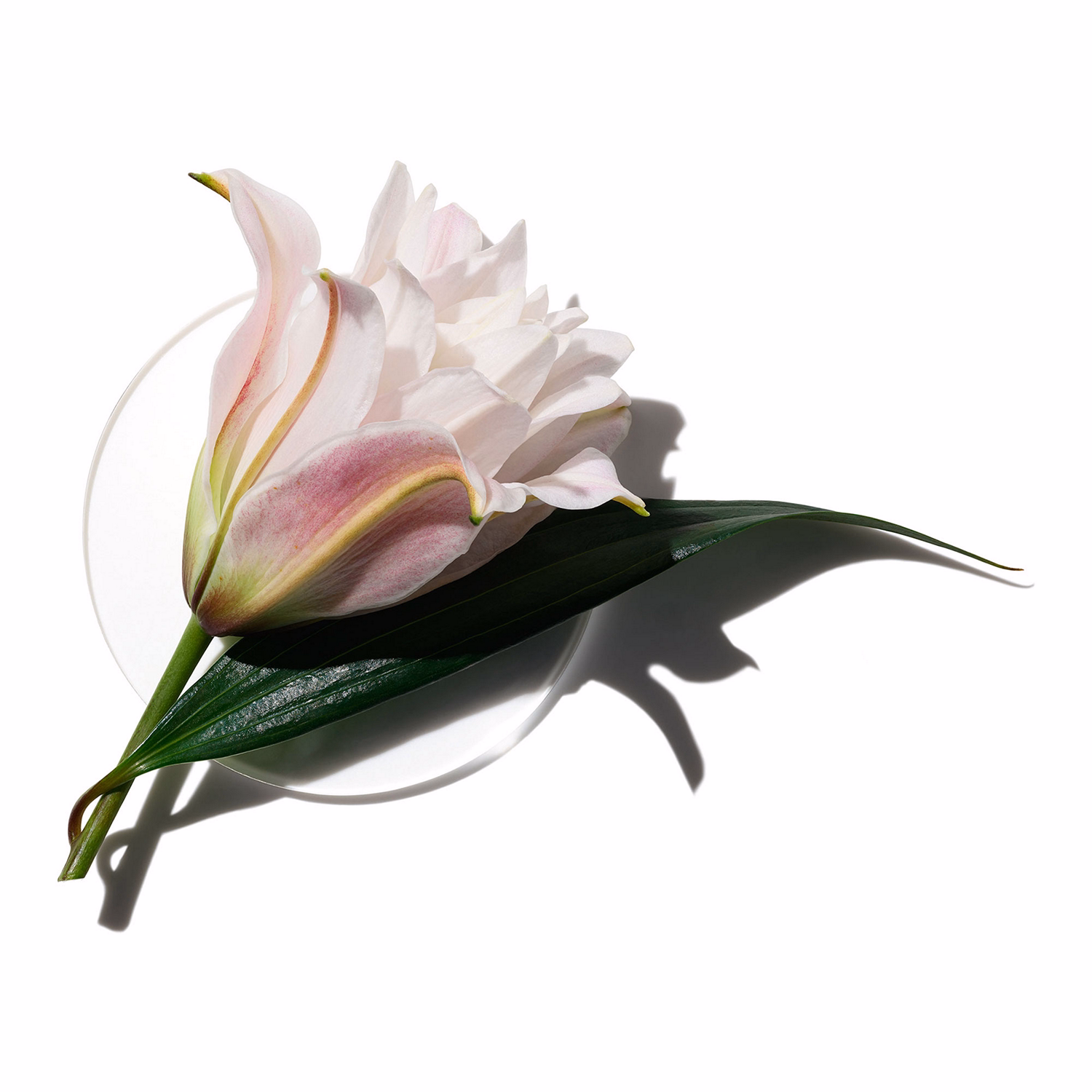 My Happy Lily Of The Beach