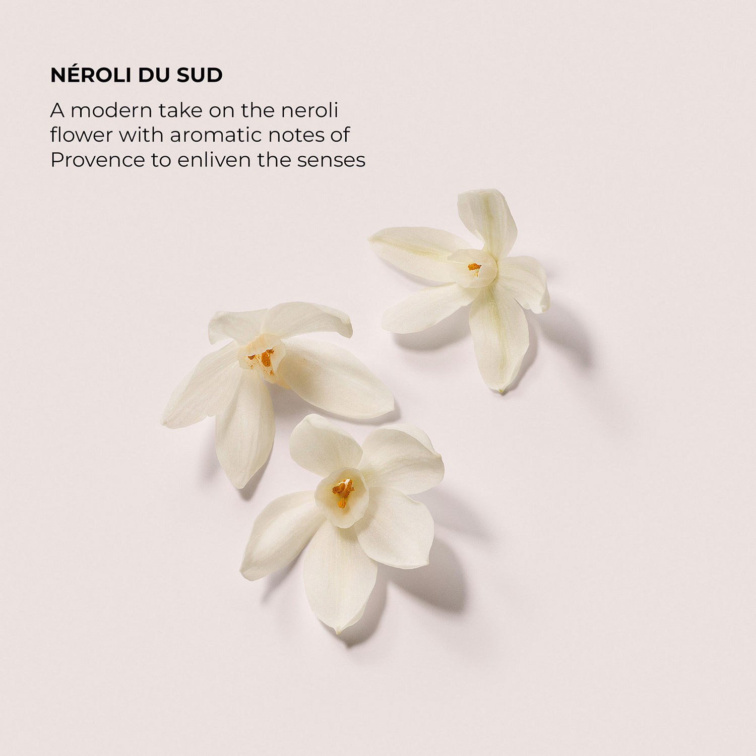 The Daydreamer's Indulgence - Neroli du Sud