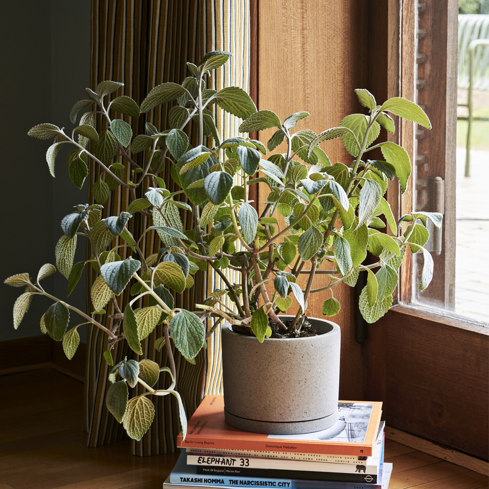 Plant Pot L Grå