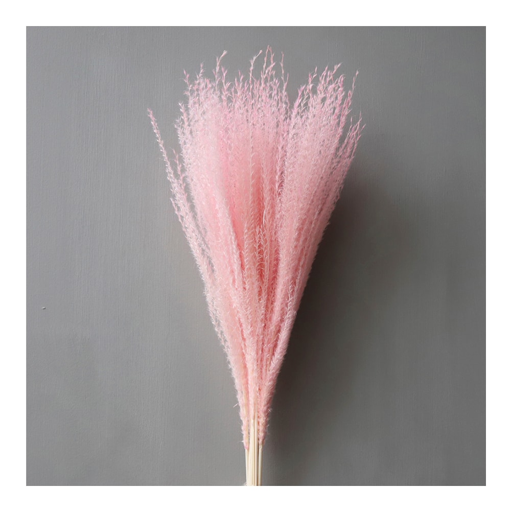 Torkad Pampas Fjäder Blekrosa
