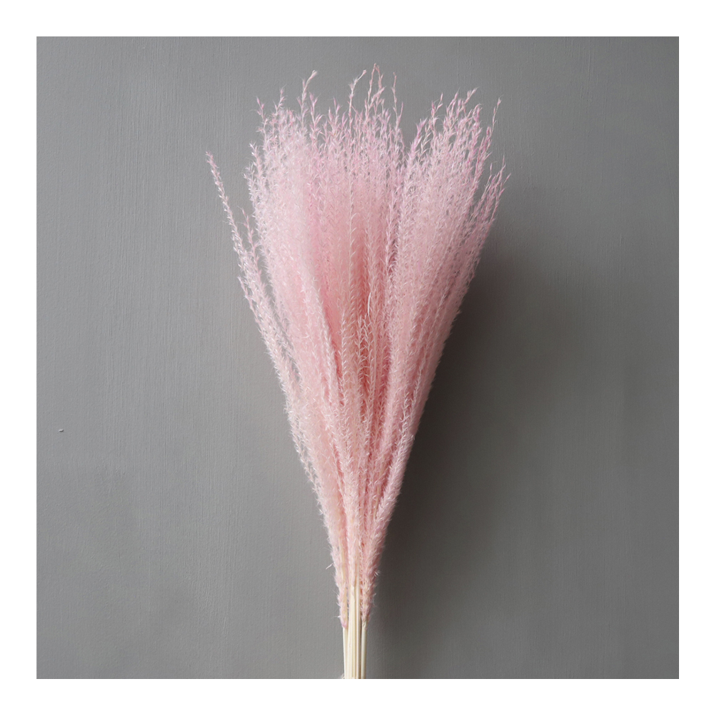 Torkad Pampas Fjäder Blekrosa