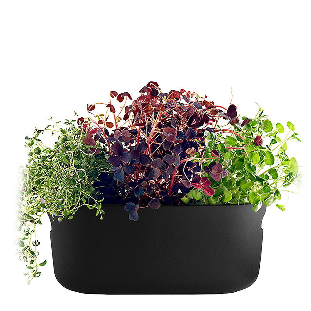 Självvattnande Örtkruka Svart