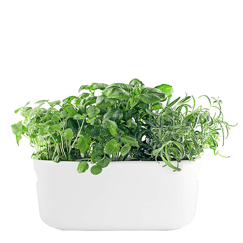 Självvattnande Örtkruka Vit