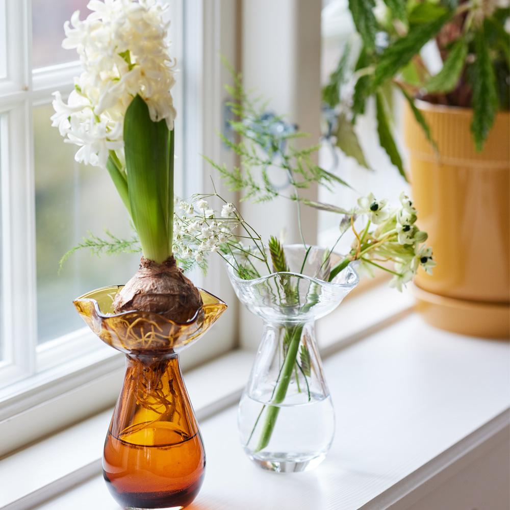 Viva Hyacintvas mini 14 cm Amber