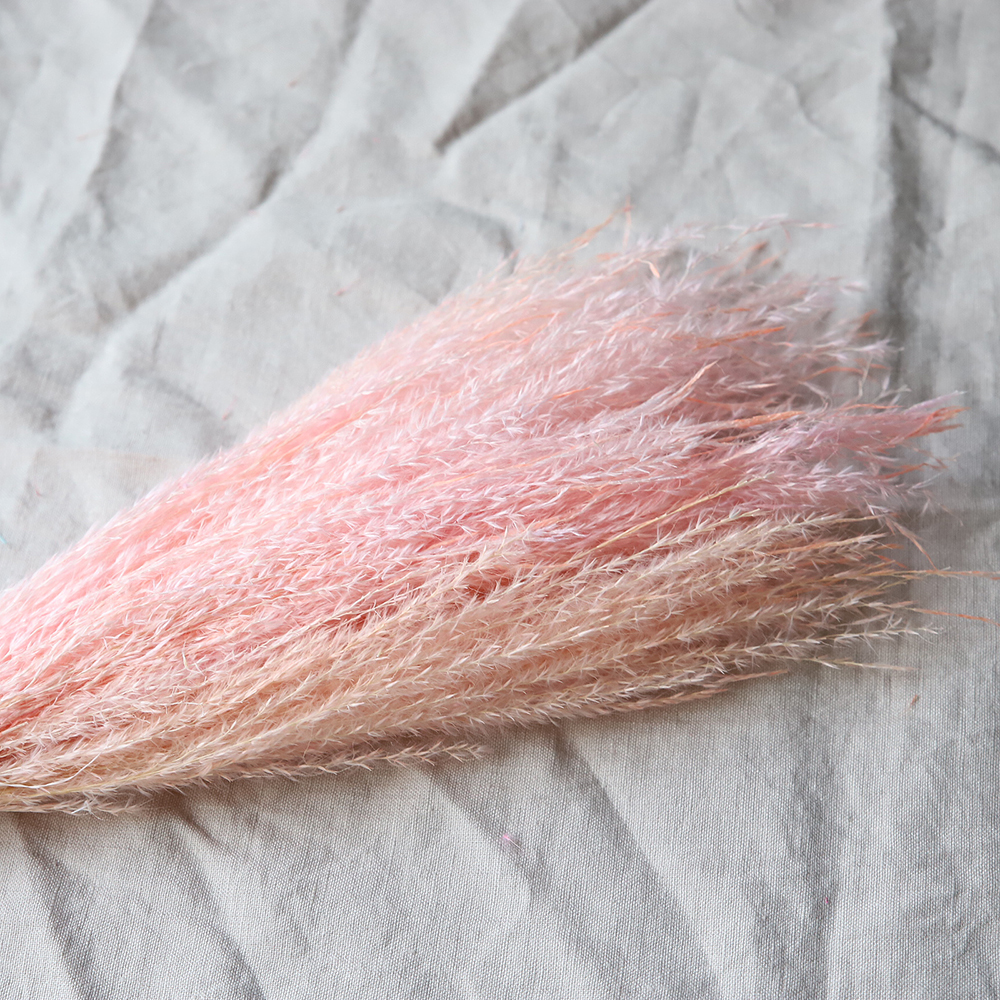 Torkad Pampas Fjäder Blekrosa