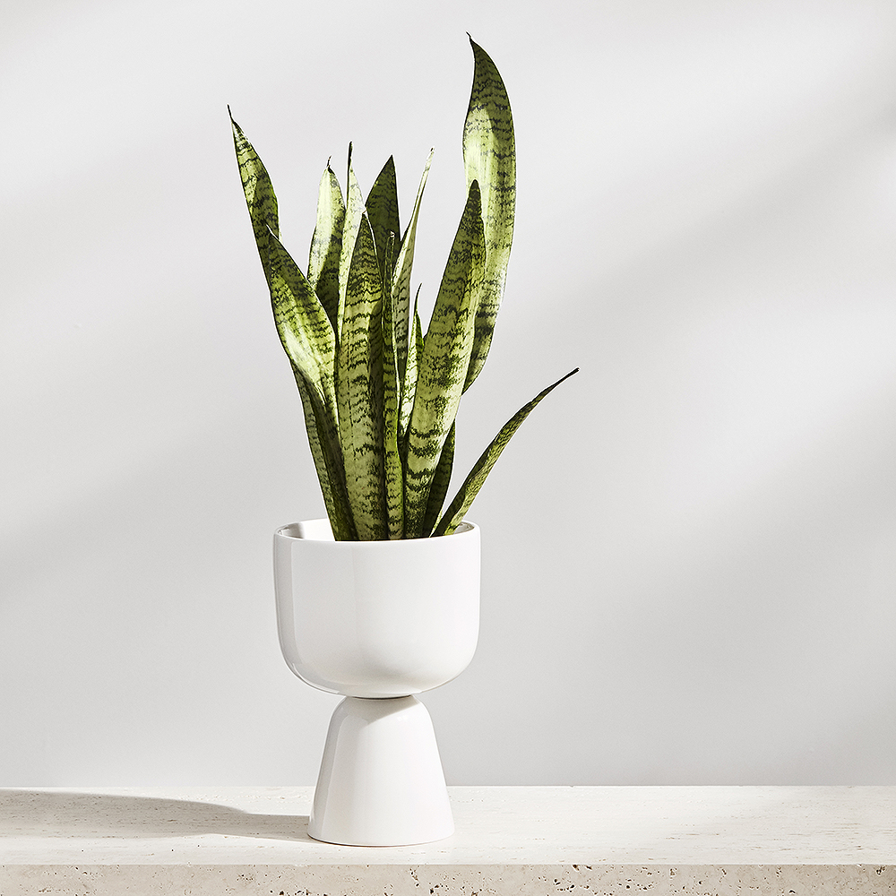 Nappula Kruka 23 cm Vit