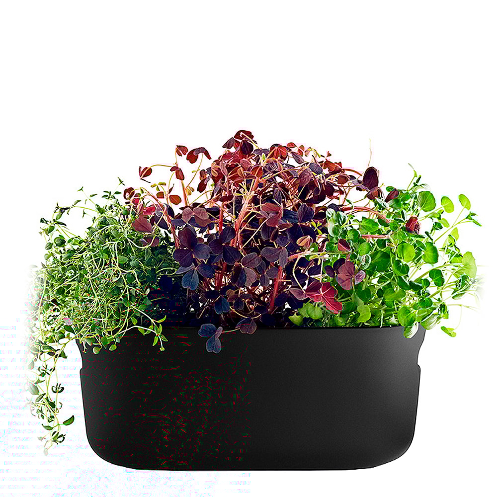 Självvattnande Örtkruka Svart