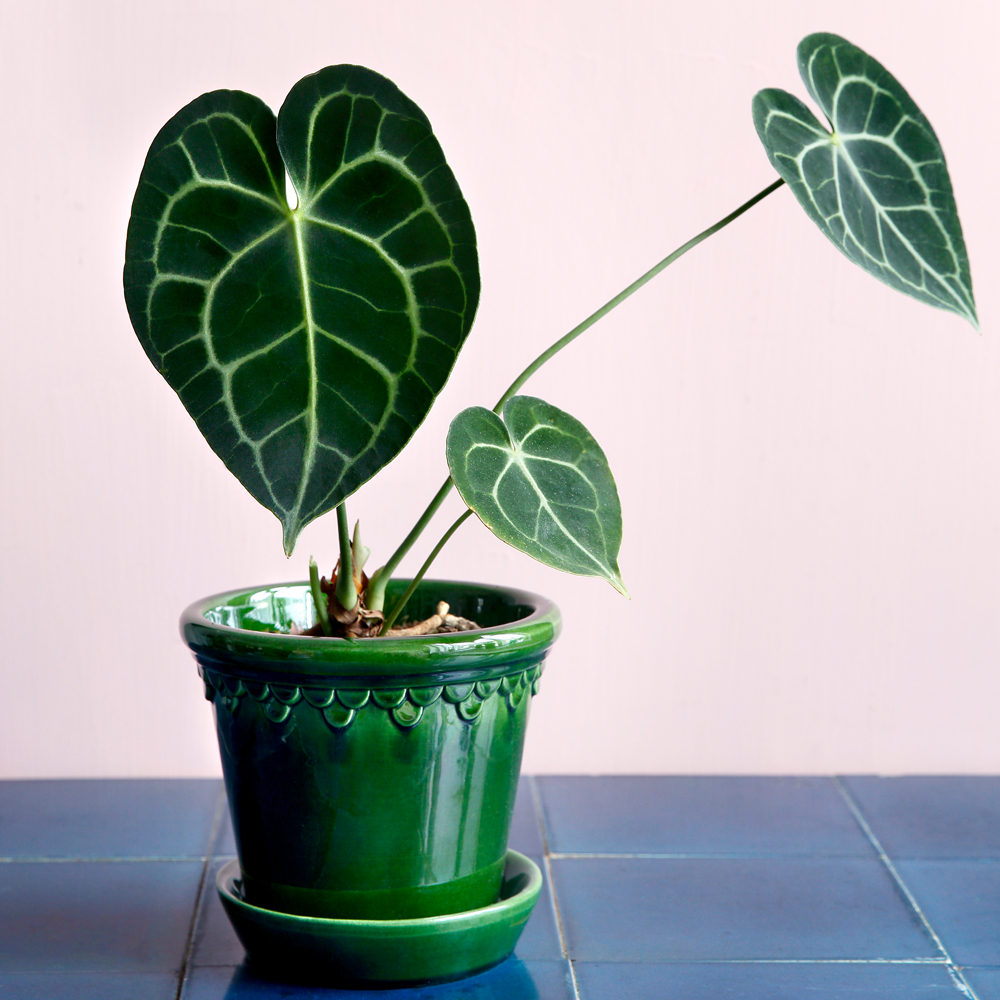 Köpenhavner Kruka/fat 14 cm Grön emerald