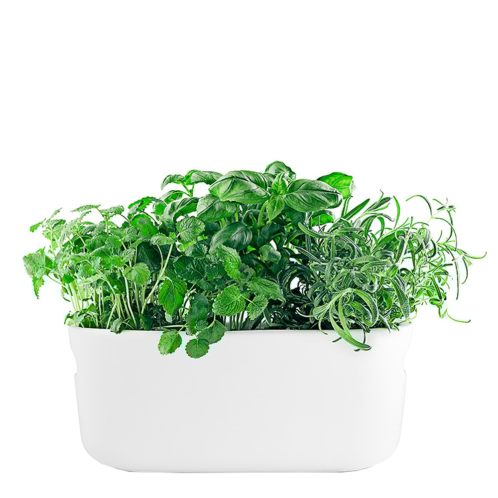 Självvattnande Örtkruka Vit