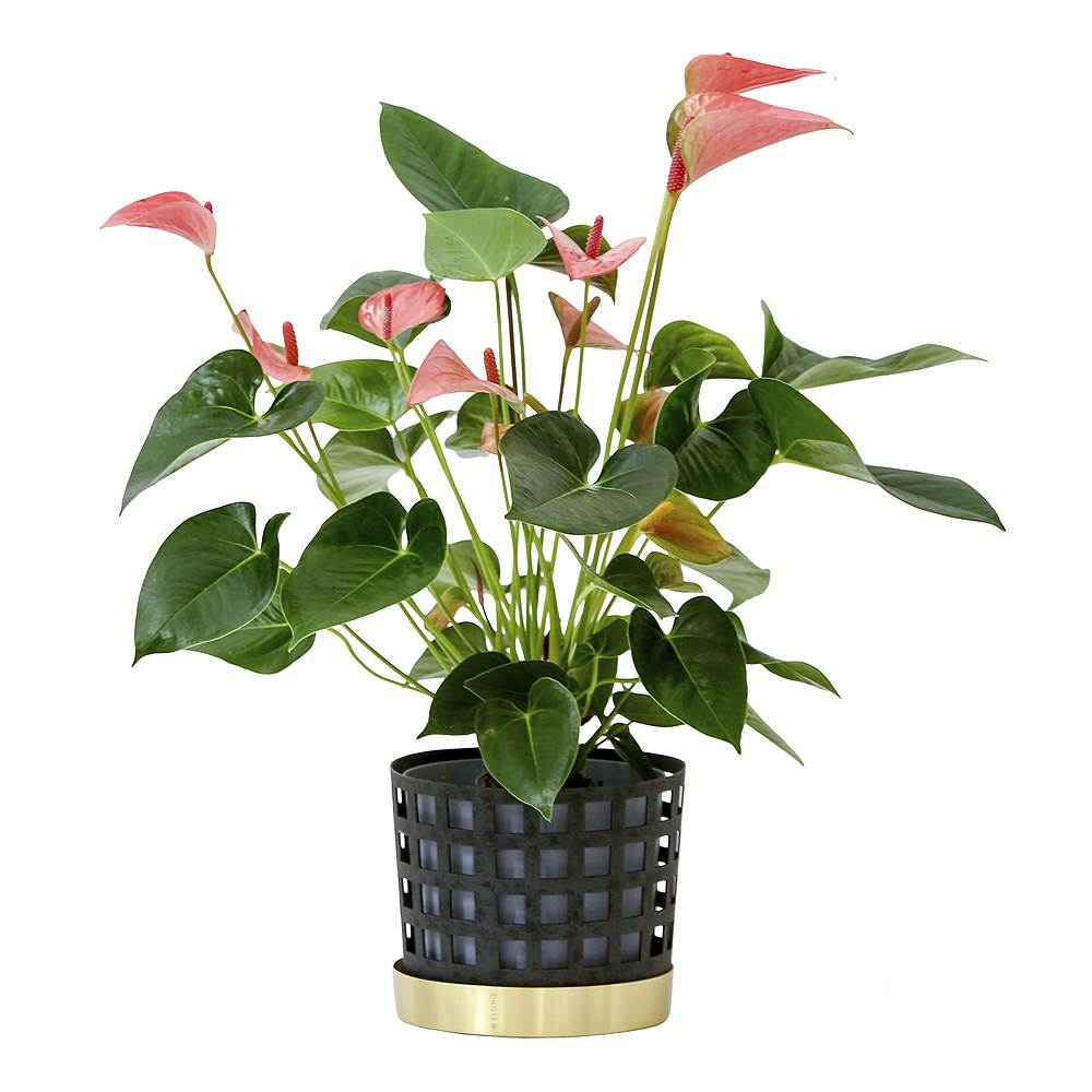 Trio Kruka Square 18 cm Blå