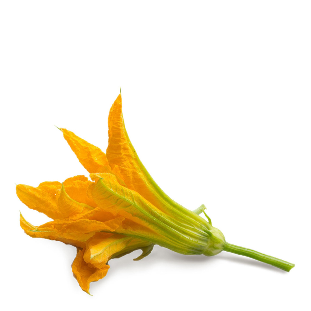 Lingot Frö refill Zucchiniblomma