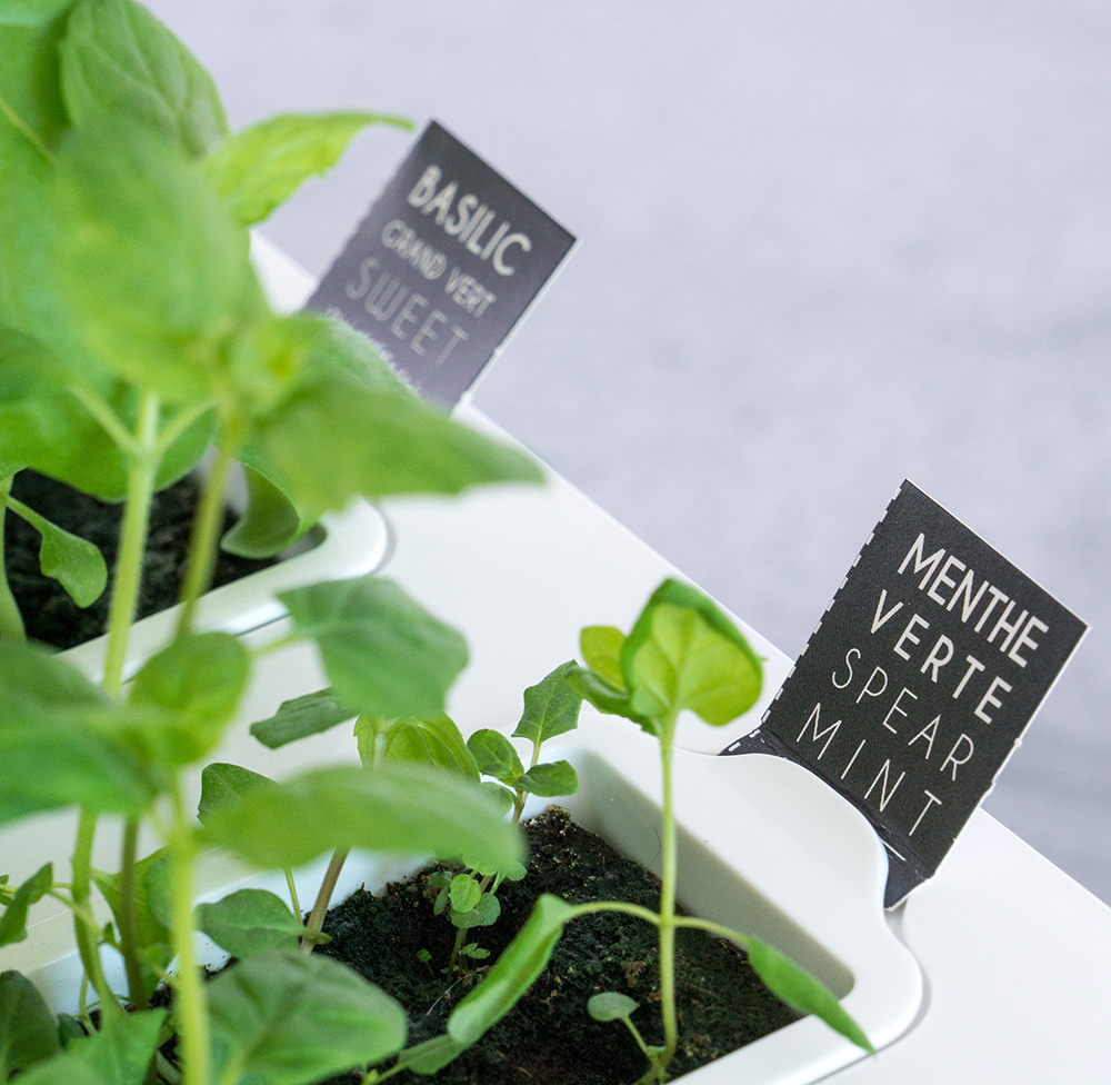 Lingot Frö refill Zucchiniblomma