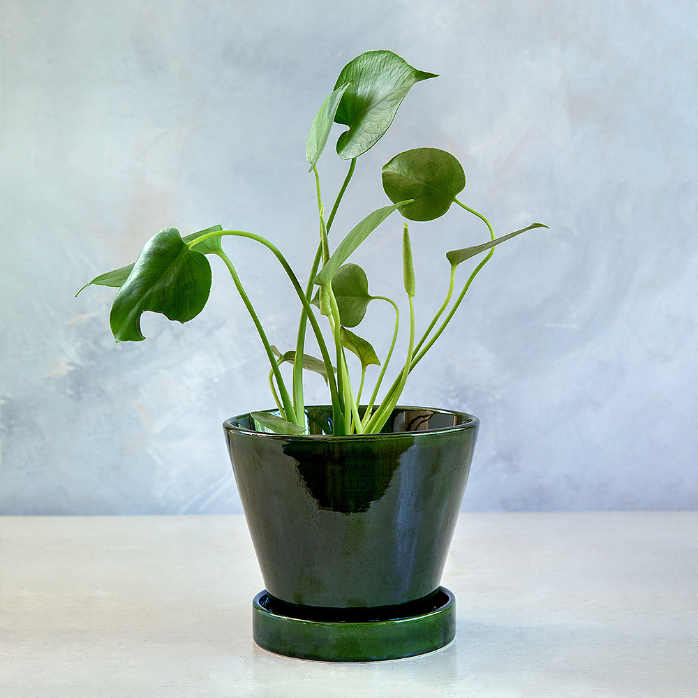 Julie Kruka/Fat 17 cm Grön emerald