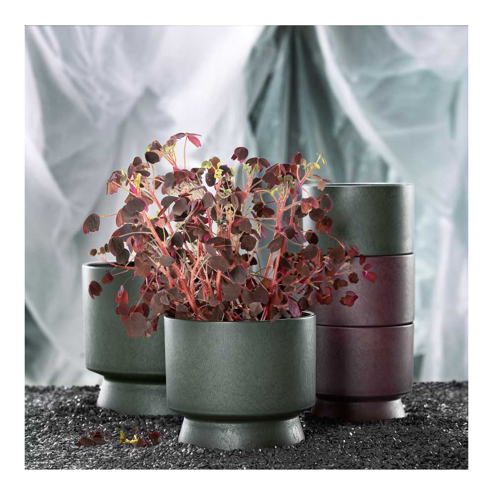 Blomkruka 15 cm Grön