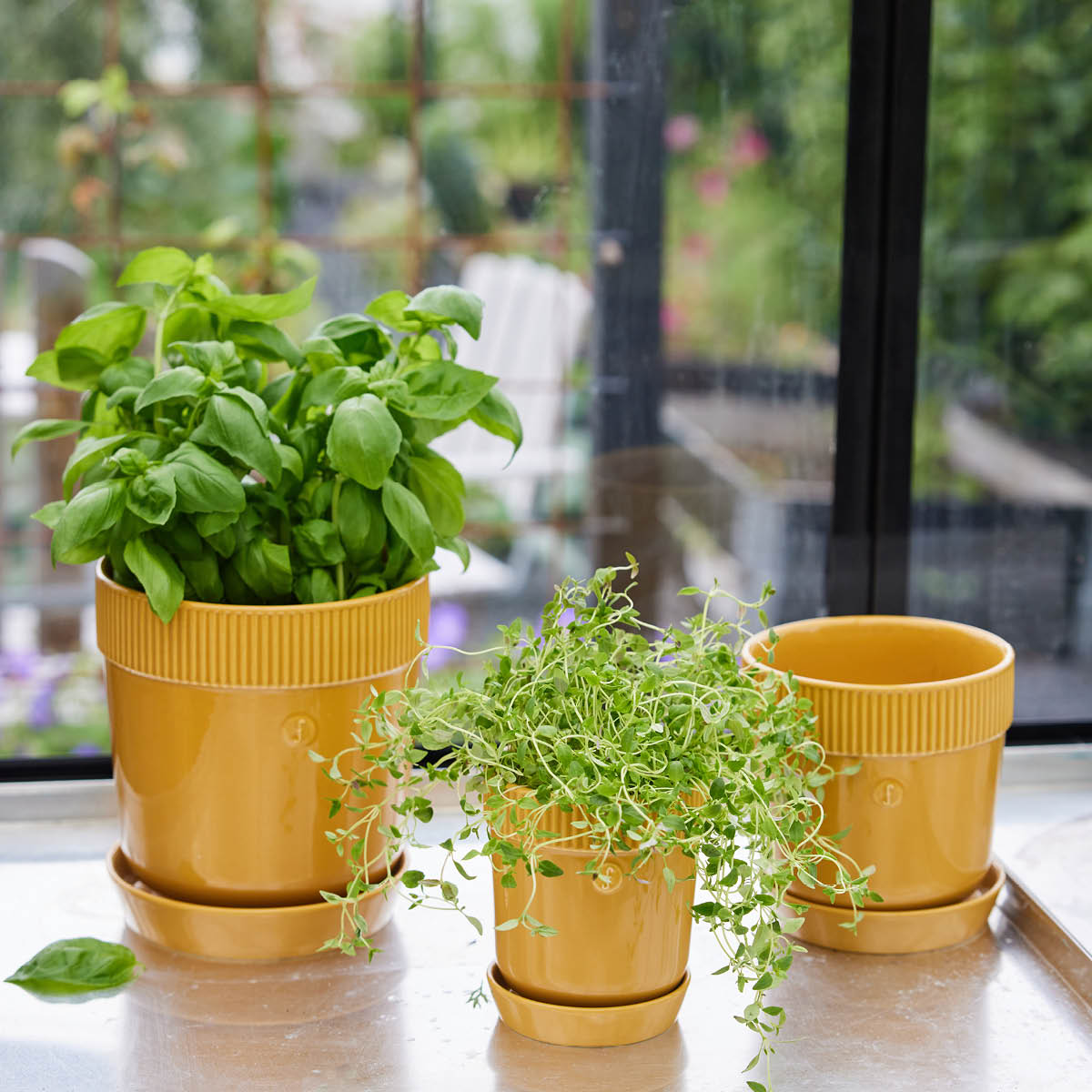 Elise  Örtkruka 11 cm Gul