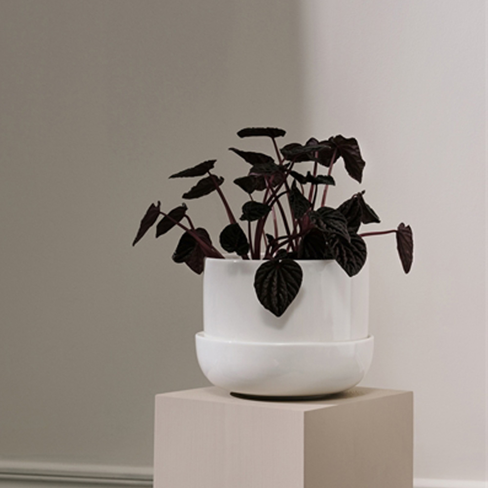 Nappula Kruka med Fat 17x13 cm Vit