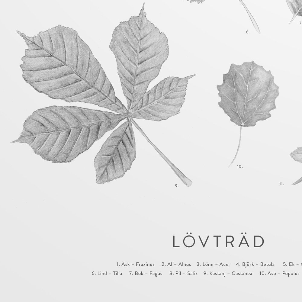Poster 50x70 cm  Lövträd