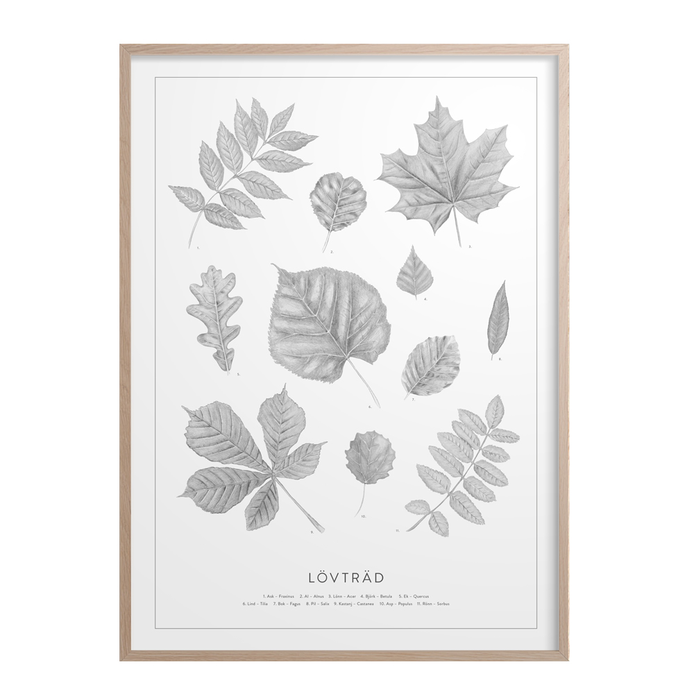 Poster 50x70 cm  Lövträd