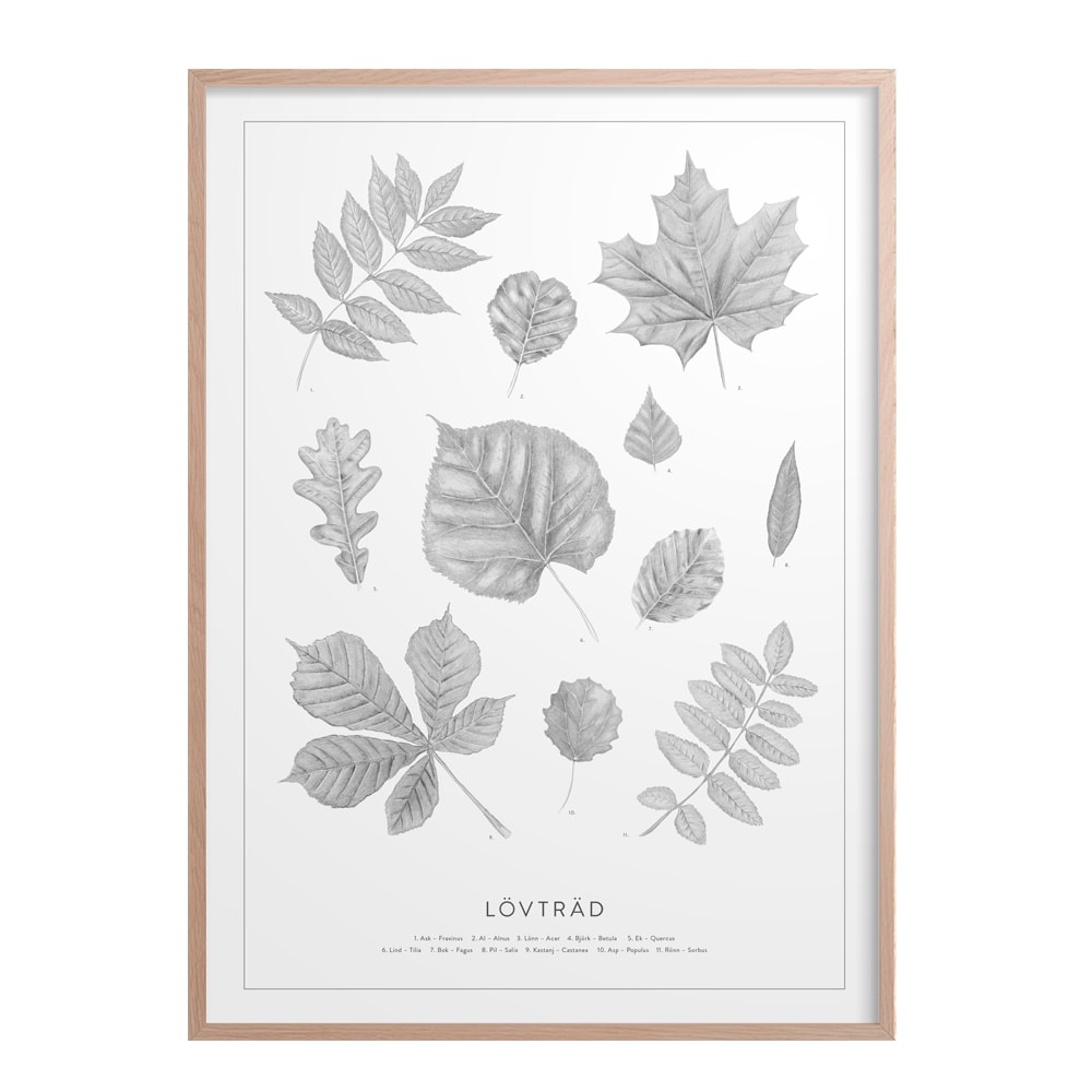 Poster 50x70 cm  Lövträd