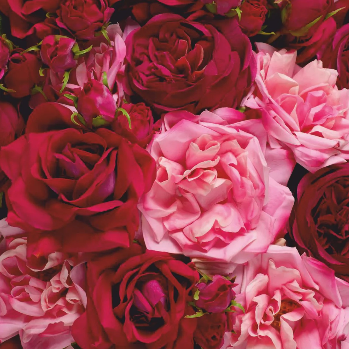 Casa Padrino ramo de rosas decorativo de lujo rojo / rosa / verde ? 70 cm - Calidad de lujo