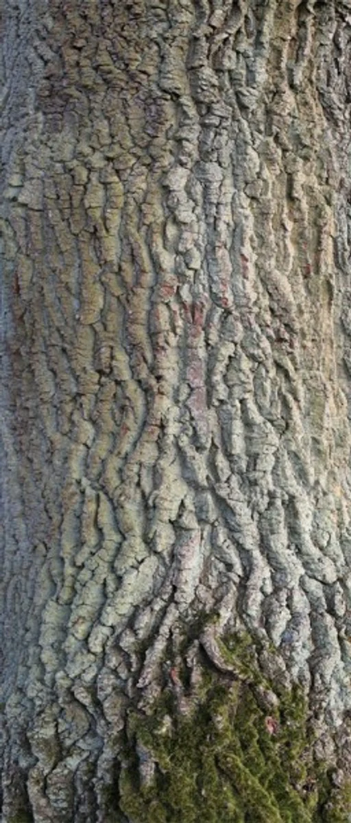 Door 2.0 XXL Wallpaper for doors 20023 Eiche Oak - self-adhesive eye-catcher for your home - door sticker wallpaper photo wallpaper photo door 2.0 XXL Wallpaper Mural