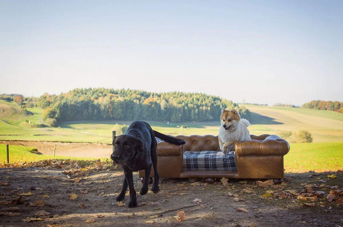 Casa Padrino cama para perros Chesterfield de lujo marrón vintage / marrón oscuro / multicolor 134 x 104 x A. 37 cm - Cama para perros de cuero genuino rectangular - Muebles para Mascotas de Lujo