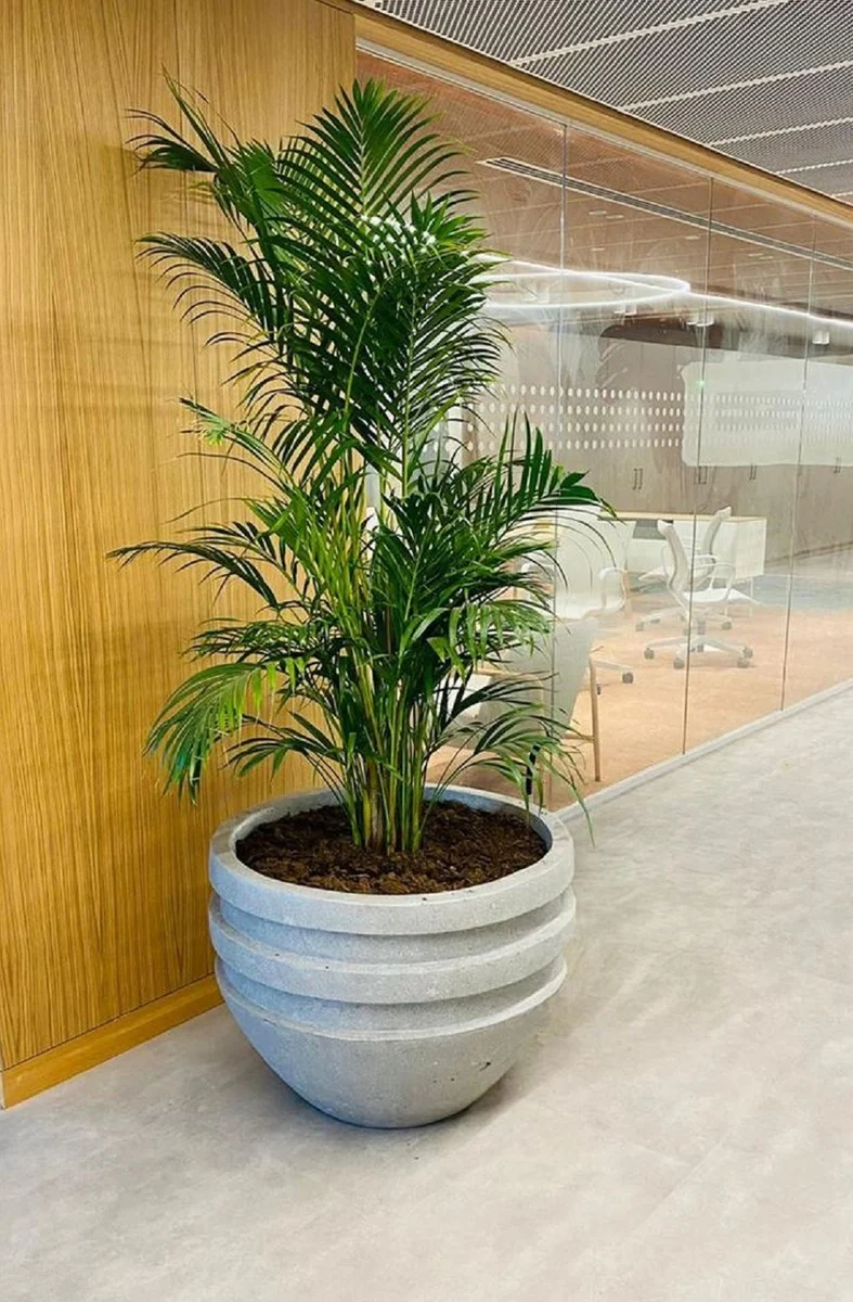 Casa Padrino maceta de hormig¨®n de lujo gris ? 80 x A. 60 cm - Maceta decorativa de sal¨®n y jard¨ªn